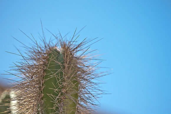 0031_La_Arizona_5L8Y5603
