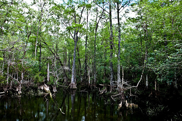 2528_EVERGLADES_MIAMI_FLORIDA_200903016_5L8Y3040