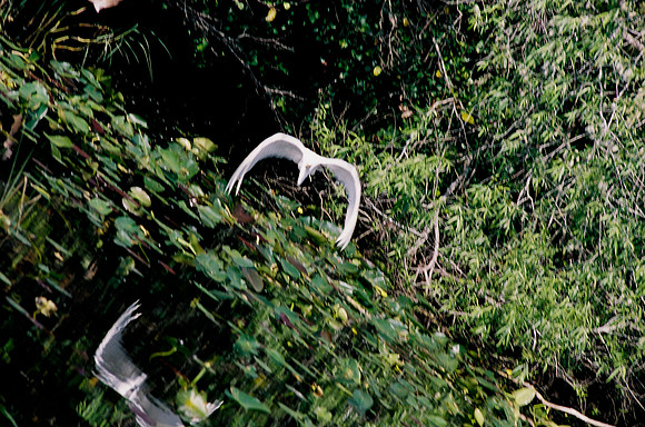 84694_EVERGLADES 33942R5__Azuley-R5-27A