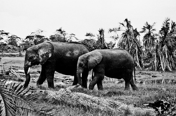 B3_82007_BW_194_New_Masa_Mara_Africa_89_14