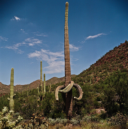 6016_FM_COLOR_TUCSON_AZ_05_2.jpg