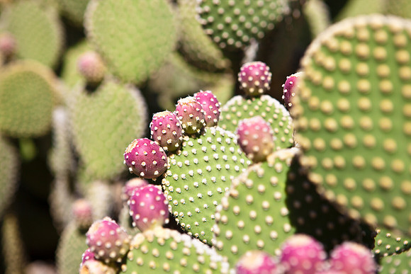 0031_DG_Cactus_Scottsdale_AZ_USA_2009_5L8Y5253