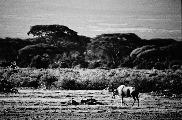 55397_SL_COLOR_BUFFALO_WILDBEAST_KILIMANJARO_KENYA_AFRICA_1989_12