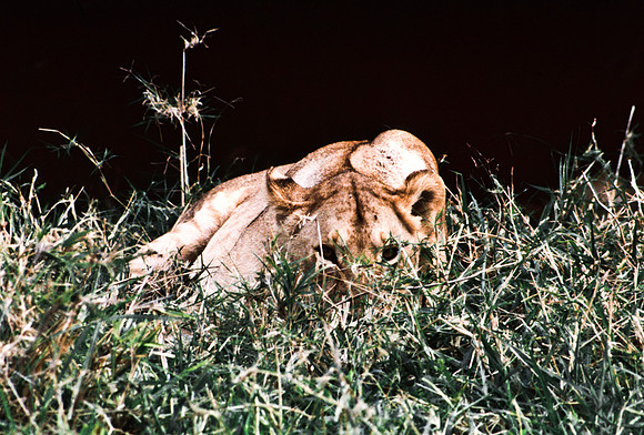 55454_SL_COLOR_LION_KILL_SUMBURU_KENYA_AFRICA_1989_18