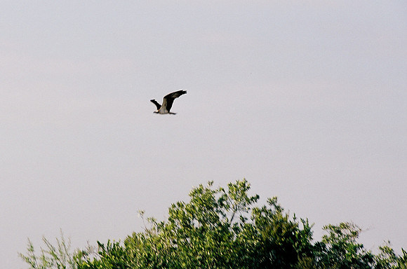 84694_EVERGLADES 33937__Azuley-R2-7