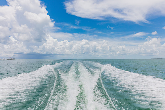 20160714_Key_West_Little_Palm__75A0645