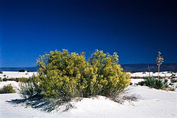 47894_B16_SL_COLOR_LA_MESILLA0_TO_WHITE_SOUNDS_NAT_MNY_HWY20_NM_97_1754.jpg