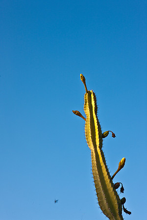 0031_La_Arizona_5L8Y5105