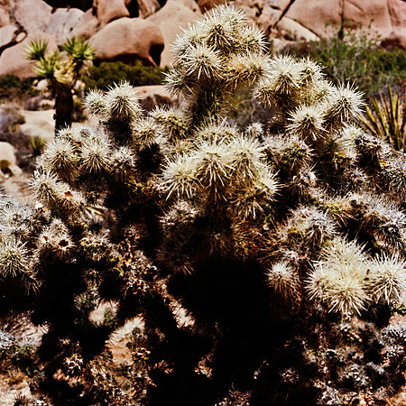 2334_FM_COLOR_JOSHUA_TREE_CA_02_11.jpg
