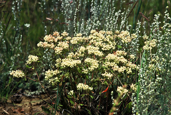 47498_B6_SL_COLOR_TRINIDAD_TO_HWY12_LOOP_SEGUNDO_BIG_PINE_RANCH_CO_97_09.jpg