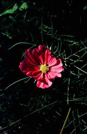 06840_B19_SL_COLOR_BANFF_TO_RADISSON_HOT_SPRINGS_TO_FORT_STEEL_HWY93_95_BC_WS_97_11.jpg
