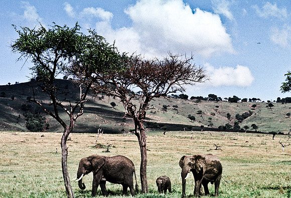 55392_SL_COLOR_ELEPHANTS_MASAI_KENYA_AFRICA_1989_17