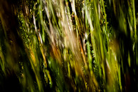 36409_DG_CALIFORNIA_USA_2007_ZV4N_0663