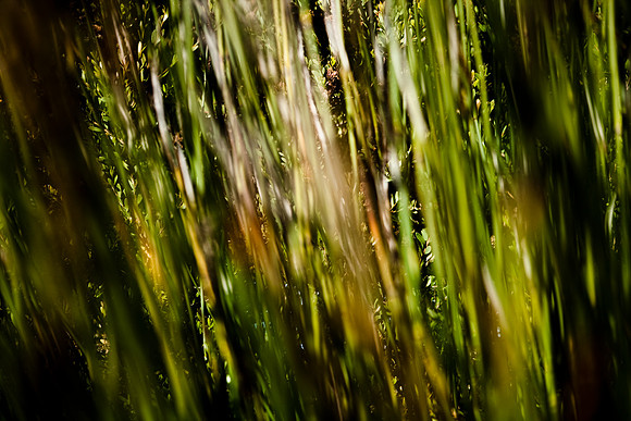 36409_DG_CALIFORNIA_USA_2007_ZV4N_0663