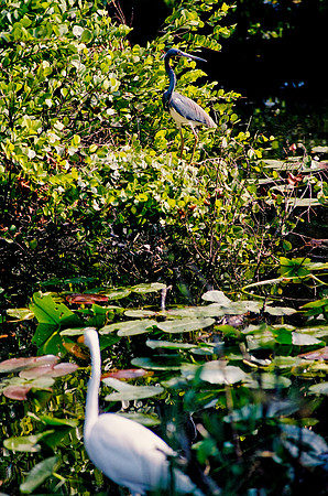 84694_EVERGLADES 33940__Azuley-R6-30A