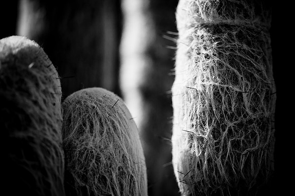 0031_La_Arizona_5L8Y5620