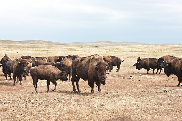 0044_North_Dacota_Fargo_to_South_Rapid_City_TO_CHEYENNE_5L8Y4177