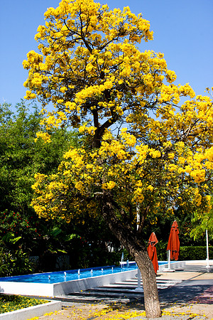 84757_20080505-IMG_1557_Lincoln_Road