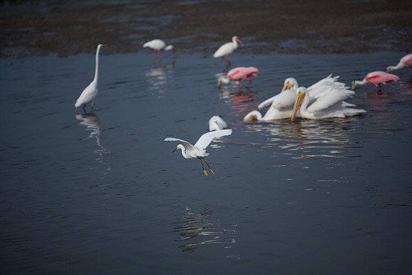 85545_ZV4N_7180_Miami_To_Sanibel_Island_FL