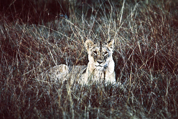 55464_SL_COLOR_LIONS_MASAI_KENYA_AFRICA_1989_6