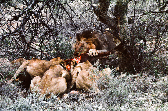 55447_SL_COLOR_LIONS_SUMBURU_KENYA_AFRICA_1989_4