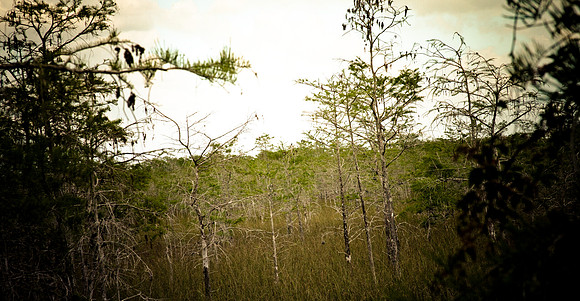 2527_EVERGLADES_MIAMI_FLORIDA_AOM_20090315__A0M1293
