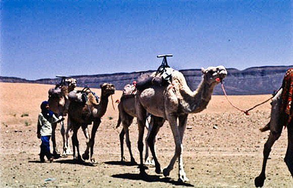 3189_SL_COLOR_TAMGROUTE_DUNES_MAROCCO_II_1998_13