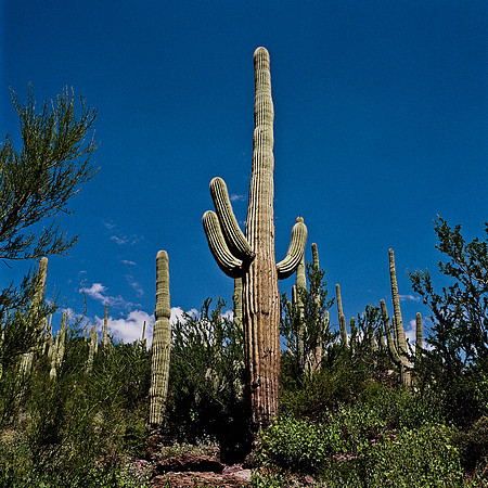 6013_FM_COLOR_TUCSON_AZ_05_9.jpg
