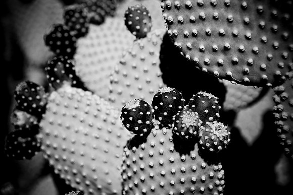 0031_DG_Cactus_Scottsdale_AZ_USA_2009_5L8Y5251