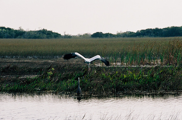 84694_EVERGLADES 33936__Azuley-R3-22