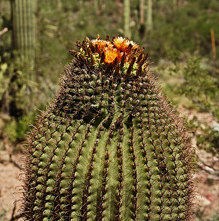 6016_FM_COLOR_TUCSON_AZ_05_9.jpg