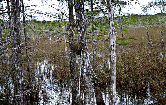 2527_EVERGLADES_MIAMI_FLORIDA_AOM_20090315__A0M1296