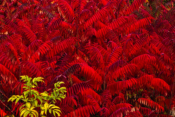 0258_FM_COLOR_MINESOTA_99_83.jpg