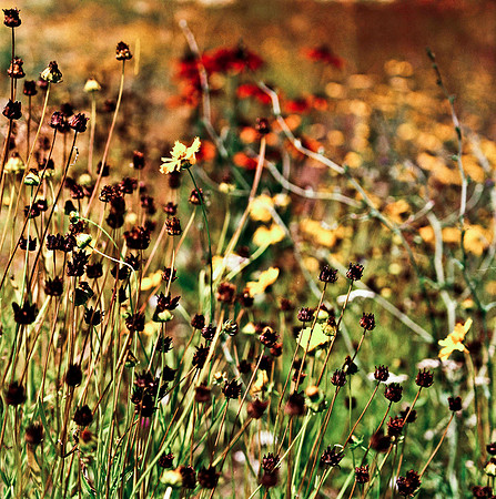 2381_B4P2_COLOR_SQ_FLOWERS_Napa_CA_2002.jpg