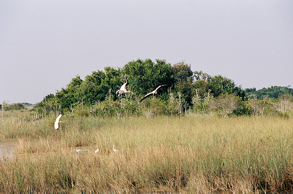 84694_EVERGLADES 33936__Azuley-R2-12