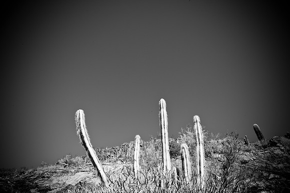 0031_DG_Cactus_Scottsdale_AZ_USA_2009_5L8Y5215