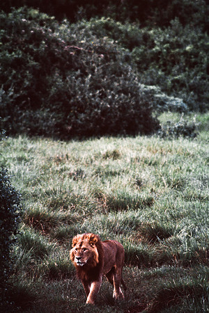 55458_SL_COLOR_LIONS_ABERDEN_KENYA_AFRICA_1989_3