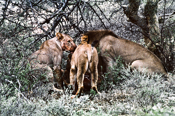 55444_SL_COLOR_LIONS_SUMBURU_KENYA_AFRICA_1989_16