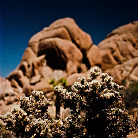 2334_FM_COLOR_JOSHUA_TREE_CA_02_6.jpg