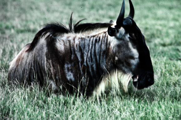 55399_SL_COLOR_WILDBEAST_KILIMANJARO_KENYA_AFRICA_1989