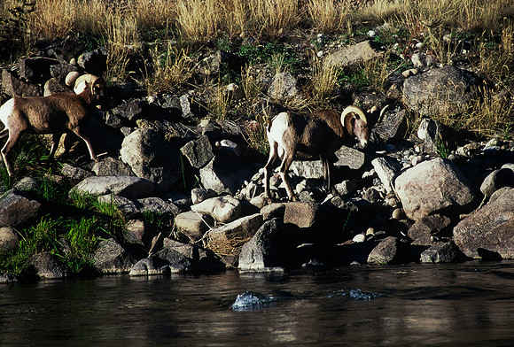 47438_B5_SL_COLOR_SALIDA_5_POINT_SPEEDING_COLORADO_WY_97_04.jpg