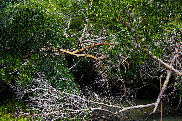 85531_20080322-ZV4N7379_Miami_To_Sanibel_Island_Florida_Everglades_FL_USA