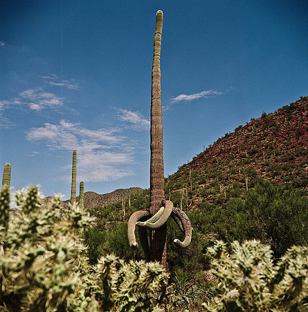 6016_FM_COLOR_TUCSON_AZ_05_1.jpg