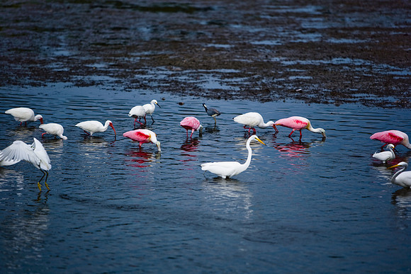 85540_ZV4N7099_Miami_To_Sanibel_Island_FL_Sanibel_FL_USA