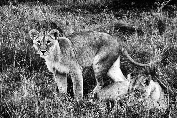 55460_SL_COLOR_LIONS_MOUNT_KENYA_AFRICA_1989_11