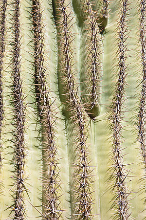 0031_La_Arizona_5L8Y5386
