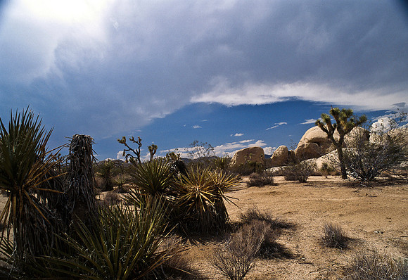 47912_B17_SL_COLOR_JOSHUA TREE_CA_97_28.jpg