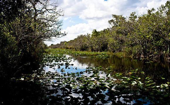 2527_EVERGLADES_MIAMI_FLORIDA_AOM_20090315__A0M1214