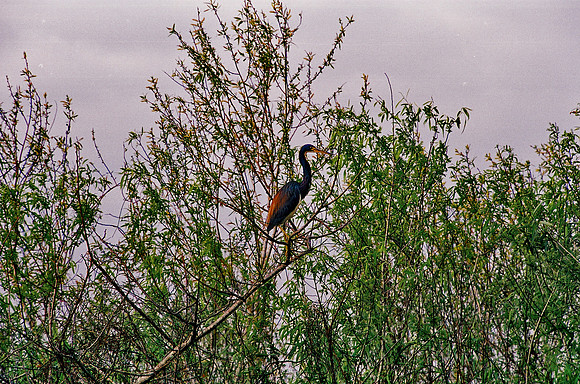 84694_EVERGLADES 33936__Azuley-R1-9A