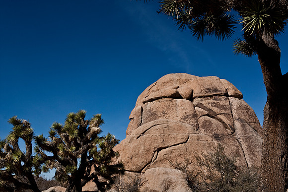 06646_DG_COLOR_JOSHUA_TREE_NAT_PARK_29_PALMS_CALIFORNIA_CA_USA_2007_ZV4N_431